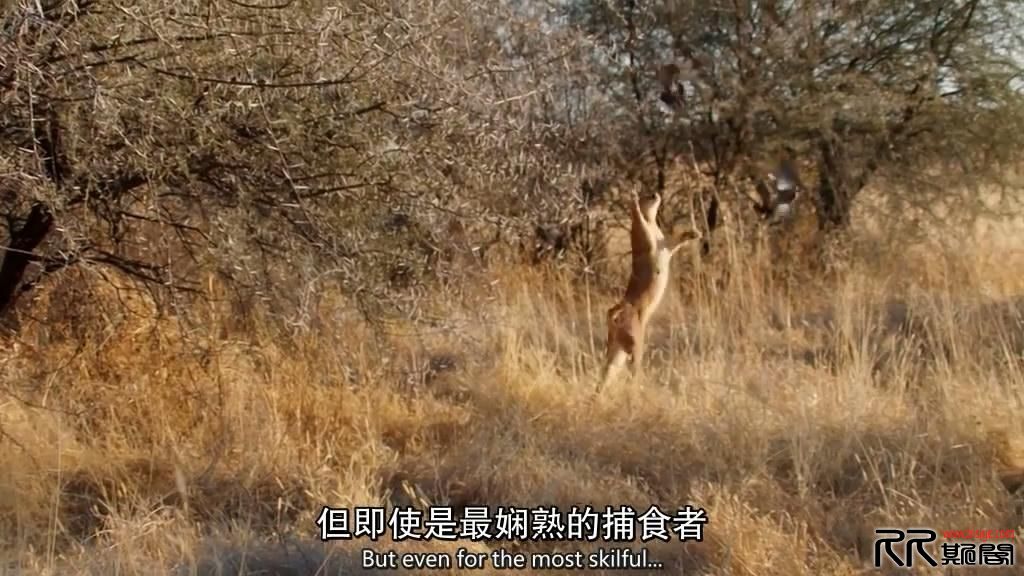 [03.25][英国][2015年BBC记录片][猎捕 The Hunt 第一季全集]]][MP4 HD1024P/3.73G][中英双字][已测]